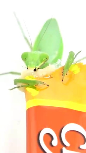 カマキリにちゅーる