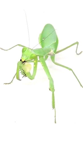 カマキリにちゅーる