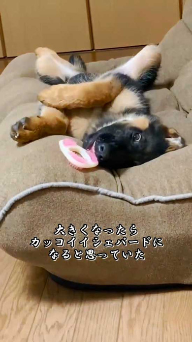 ジャーマンシェパード 大きくなったら かっこいい シェパード 子犬 成長 ビフォーアフター
