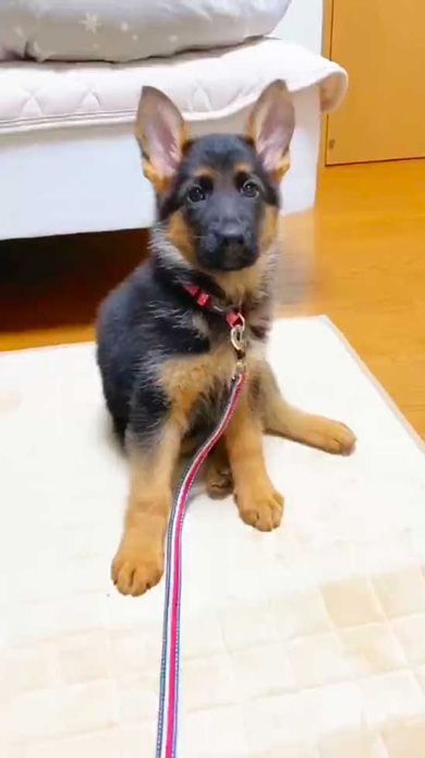 ジャーマンシェパード 大きくなったら かっこいい シェパード 子犬 成長 ビフォーアフター