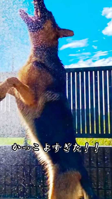ジャーマンシェパード 大きくなったら かっこいい シェパード 子犬 成長 ビフォーアフター