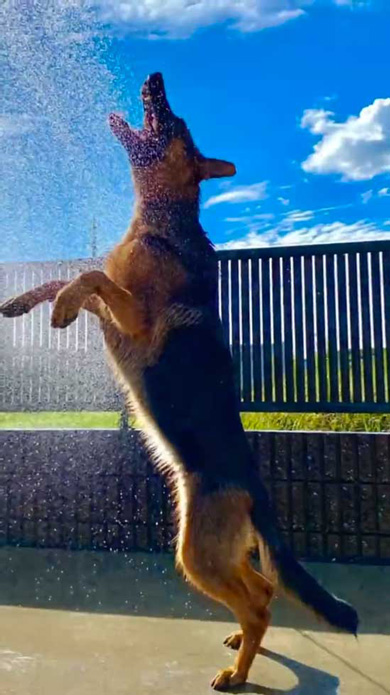 ジャーマンシェパード 大きくなったら かっこいい シェパード 子犬 成長 ビフォーアフター