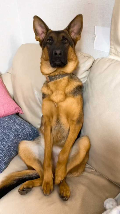 ジャーマンシェパード 大きくなったら かっこいい シェパード 子犬 成長 ビフォーアフター