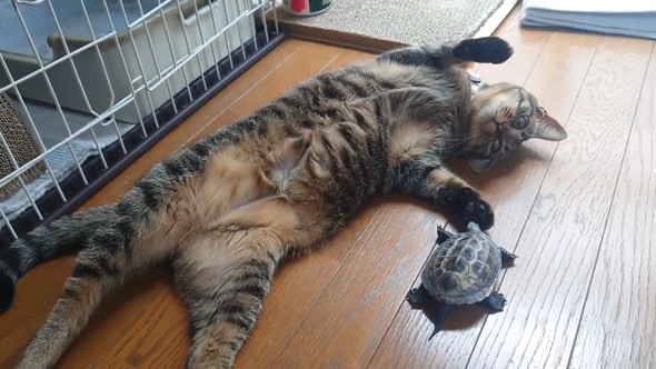 猫ちゃんの肉球の匂いをかぐカメさん