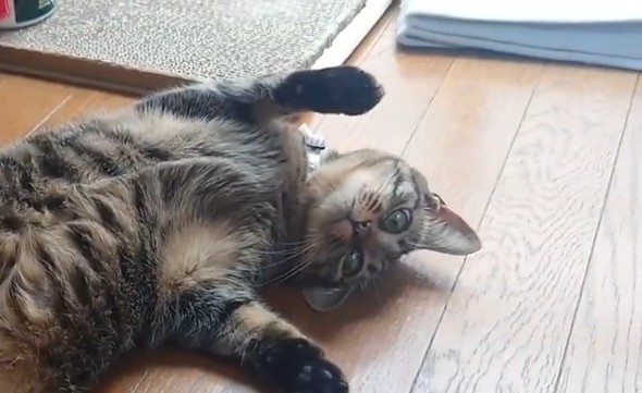 猫ちゃんの肉球の匂いをかぐカメさん