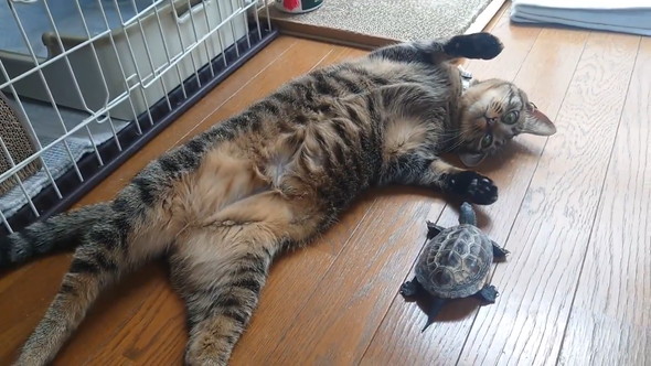 猫ちゃんの肉球の匂いをかぐカメさん