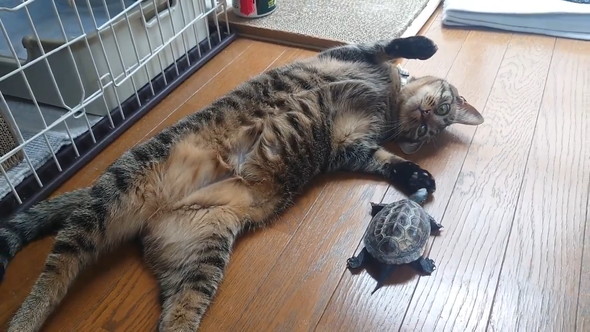 猫ちゃんの肉球の匂いをかぐカメさん