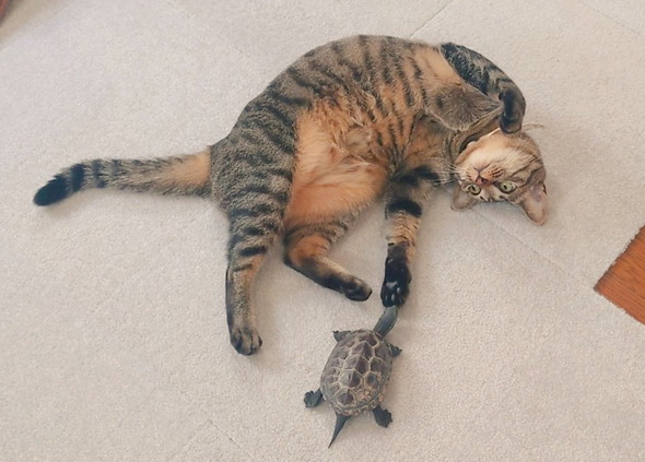 猫ちゃんの肉球の匂いを嗅ぐカメさん