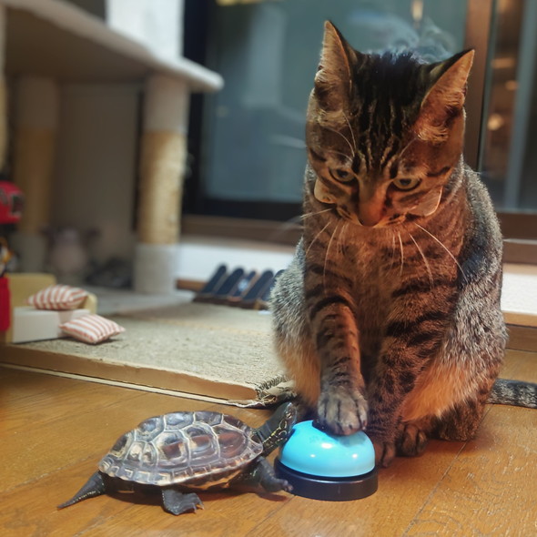 呼び鈴を鳴らす猫ちゃんとカメさん