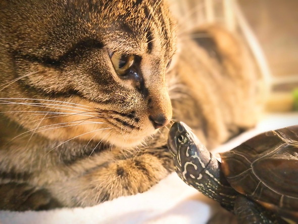 見つめ合う猫ちゃんとカメさん