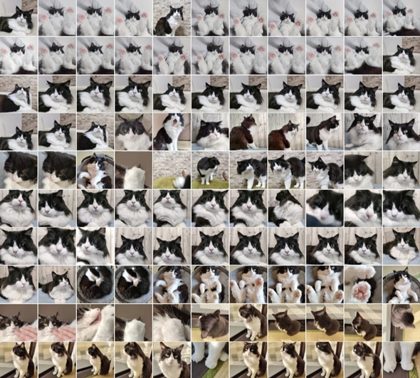 猫飼い写真アプリの中身は基本コレ