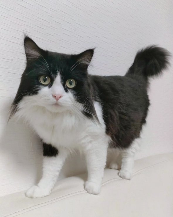 猫飼い写真アプリの中身は基本コレ