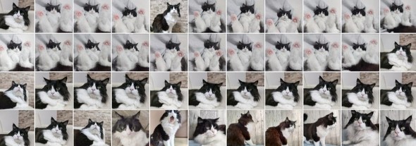 猫飼い写真アプリの中身は基本コレ