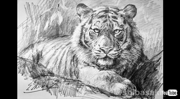 おじいちゃん先生が鉛筆1本で描く超リアルなトラ