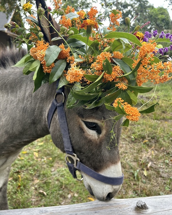 花冠でおめかししたロバ