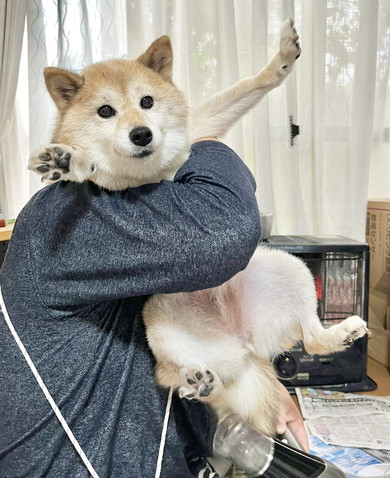 ドライヤーでお尻を乾かされる犬