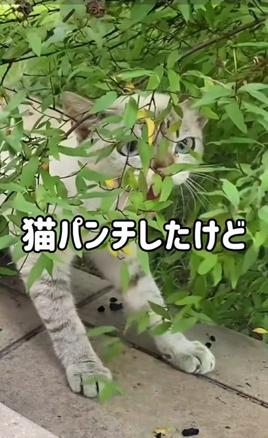 保護した猫をなで続けていたら