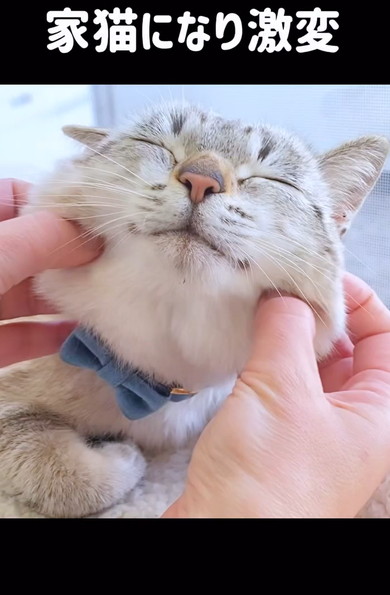 保護した猫をなで続けていたら