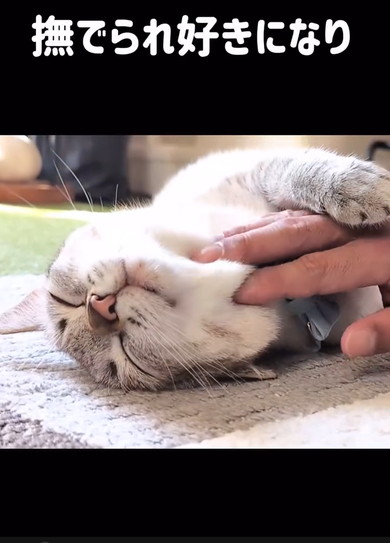 保護した猫をなで続けていたら
