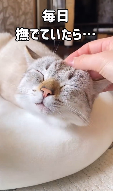 保護した猫をなで続けていたら