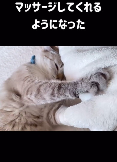 保護した猫をなで続けていたら