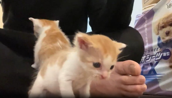 生まれたて子猫のへたくそグルーミング