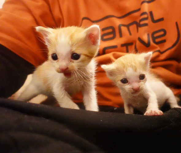 生まれたて子猫のへたくそグルーミング