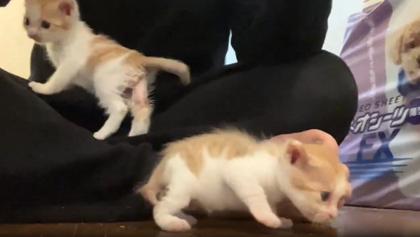 生まれたて子猫のへたくそグルーミング