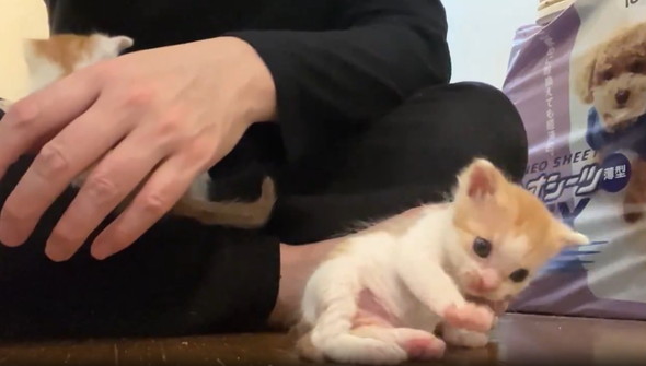 生まれたて子猫のへたくそグルーミング