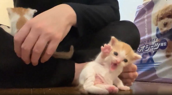 生まれたて子猫のへたくそグルーミング