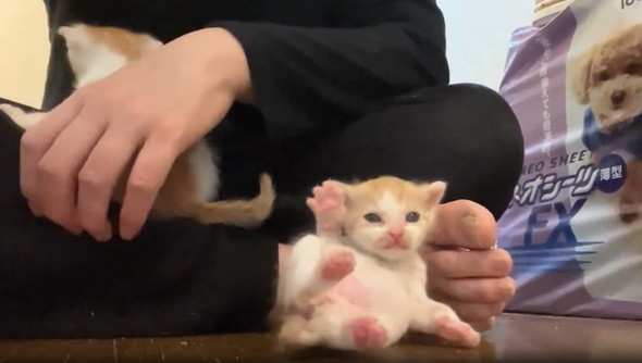 生まれたて子猫のへたくそグルーミング