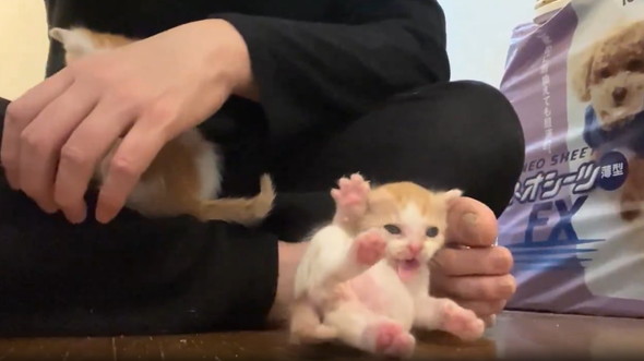 生まれたて子猫のへたくそグルーミング