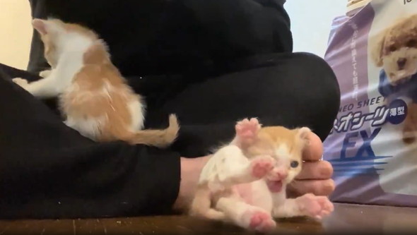 生まれたて子猫のへたくそグルーミング