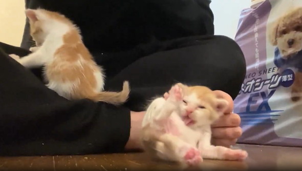生まれたて子猫のへたくそグルーミング