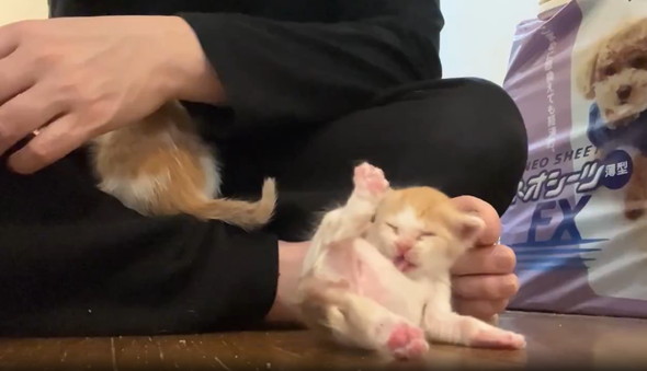 生まれたて子猫のへたくそグルーミング