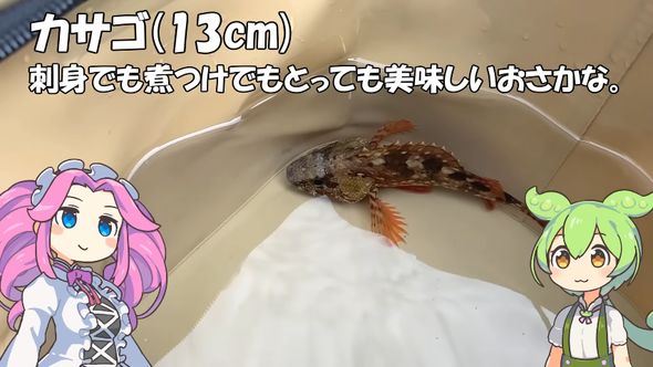 ダイソーの穴釣り用ミニロッドでカサゴを釣り上げた