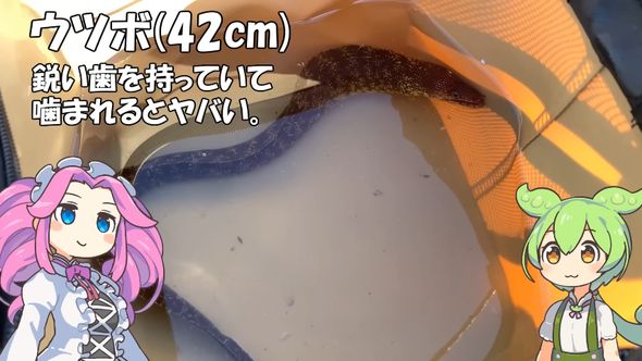 ダイソーの穴釣り用ミニロッドでウツボを釣り上げた