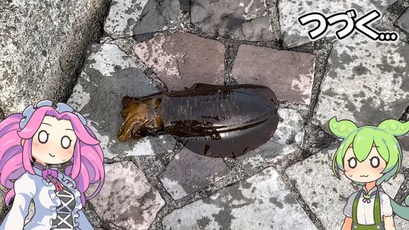 隣の釣り人がゲットしたイカ