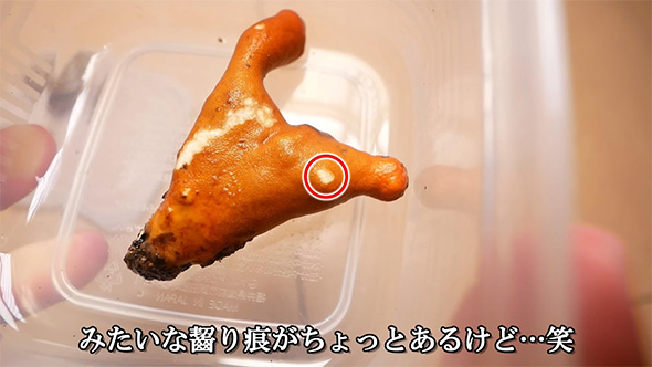 みたいなかじりあとが