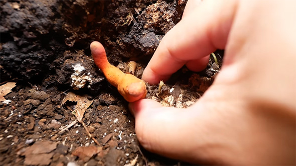 カエンタケを採取