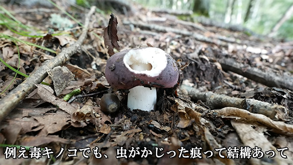 たとえ毒キノコでも