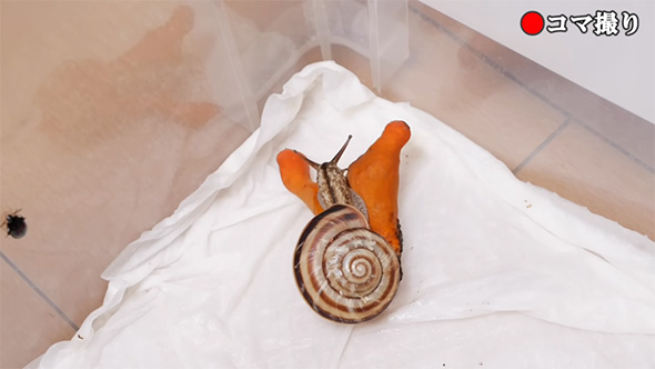 カエンタケに乗るカタツムリ