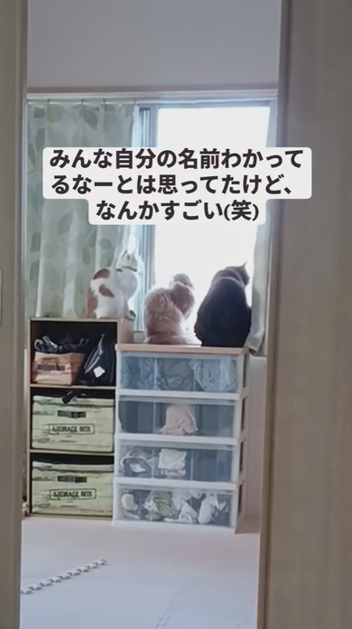 家具の上で並んで窓の外を見ている3匹の猫ちゃん
