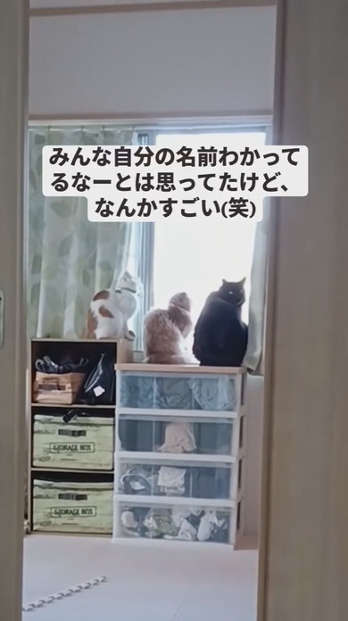 家具の上で並んで窓の外を見ている3匹の猫ちゃん