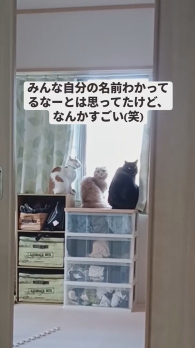 家具の上で並んで窓の外を見ている3匹の猫ちゃん
