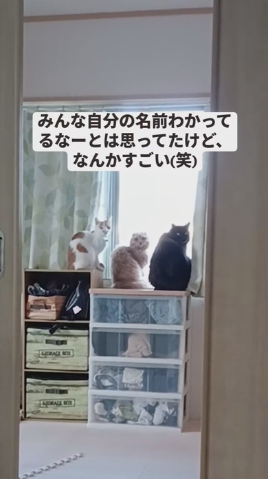 家具の上で並んで窓の外を見ている3匹の猫ちゃん