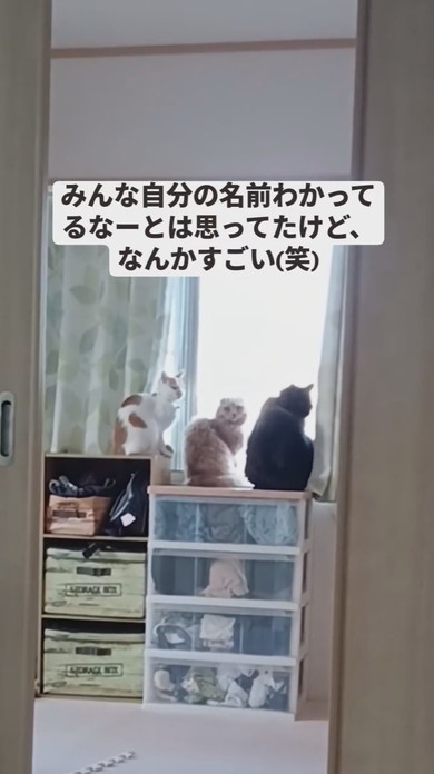 家具の上で並んで窓の外を見ている3匹の猫ちゃん