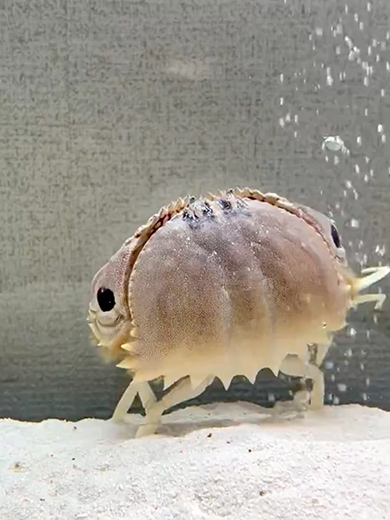 エアレーションを楽しむカラッパ