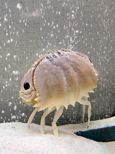 エアレーションを楽しむカラッパ