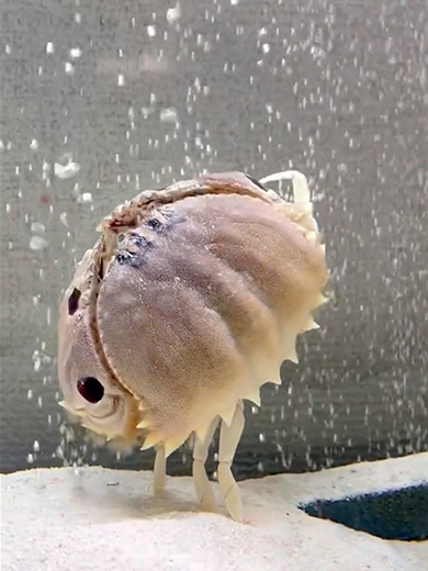 エアレーションを楽しむカラッパ